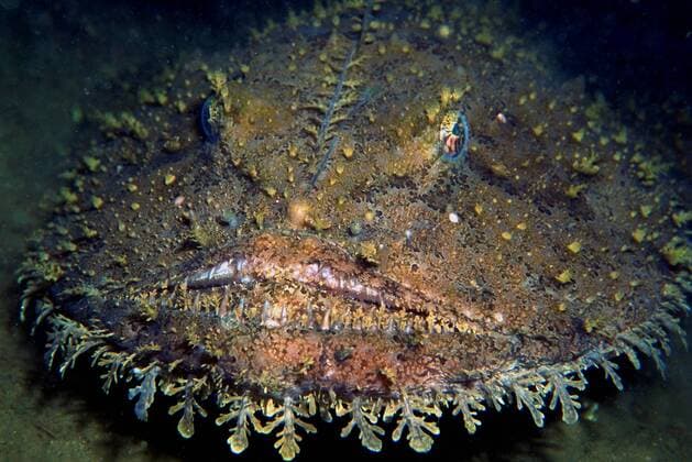 Goosefish (Lophius sp), Norway  1176236 FlorianxGraner