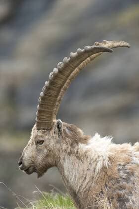  Alpensteinbock (Capra ibex), Nationalpark Hohe Tauern, Kärnten, Österreich, Europa ibxroh04012985.jpg