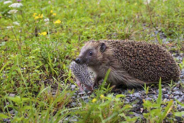 IMAGO Creative: Jahreszeit Herbst, Igel beziehen Winterquartier Europaeischer Igel, Westeuropaeischer Igel, Westigel, West-Igel, Braunbrustigel, Braunbrust-Igel (Erinaceus europaeus), Igelmutter traegt ihr Jungtier im Maul, Schweiz, Sankt Gallen Western hedgehog, European hedgehog (Erinaceus europaeus), mother hedgehog carrying its infant in its mouth, Switzerland, Sankt Gallen BLWS378225