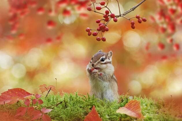 !ATTENTION PHOTO MONTAGE! IMAGE MONTAGE, DIGITAL COMPOSITE Chipmunk  (iryb003609)