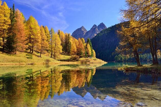 Herbstfarbene Lärchen spiegeln sich im Palpuognasee, Lei da Palpuogna, Albulapass, Kanton Graubünden, Schweiz, Europa ibxdab04014426.jpg