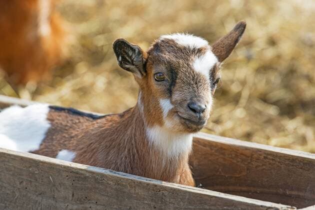 Hausziege, Haus-Ziege (Capra hircus, Capra aegagrus f. hircus), Ziegenkitz in einem Fresstrog, Deutschland, Nordrhein-Westfalen domestic goat (Capra hircus, Capra aegagrus f. hircus), goat kid in a rack, Germany, North Rhine-Westphalia BLWS378814