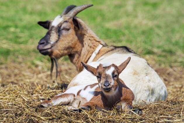 Hausziege, Haus-Ziege (Capra hircus, Capra aegagrus f. hircus), Ziegenkitz ruht mit dem Muttertier, Deutschland, Nordrhein-Westfalen domestic goat (Capra hircus, Capra aegagrus f. hircus), goat kid rests with ist mother, Germany, North Rhine-Westphalia BLWS378822