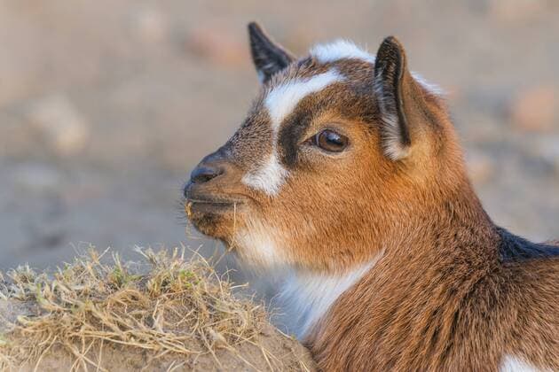 Hausziege, Haus-Ziege (Capra hircus, Capra aegagrus f. hircus), Ziegenkitz-Portraet im Profil, Deutschland, Nordrhein-Westfalen domestic goat (Capra hircus, Capra aegagrus f. hircus), got kid portrait in profile, Germany, North Rhine-Westphalia BLWS378855