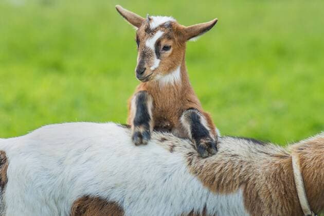 Hausziege, Haus-Ziege (Capra hircus, Capra aegagrus f. hircus), Ziegenkitz versucht auf den Ruecken der Mutter zu klettern, Deutschland, Nordrhein-Westfalen domestic goat (Capra hircus, Capra aegagrus f. hircus), goat kid tries to climb on its mothers back, Germany, North Rhine-Westphalia BLWS378865