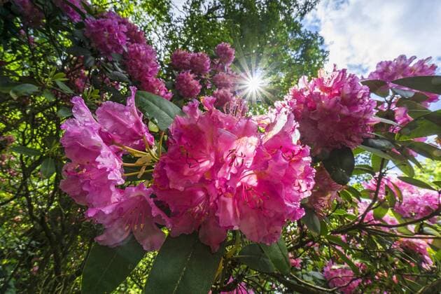 Rhododendron (Rhododendron spec.), Rhododendronblueten im Sonnenlicht, 2 rhododendron (Rhododendron spec.), flowers, 2, Saxony BLWS380002