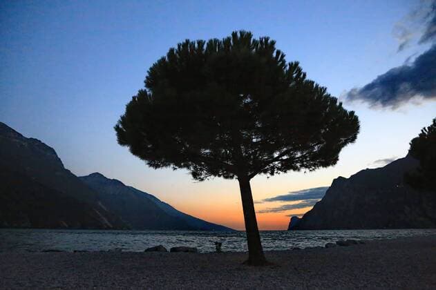 Baum am Strand  1046200204