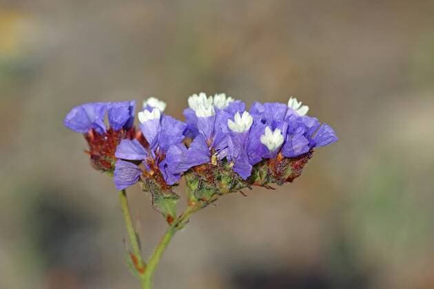 Buchtiger Meerlavendel, Gefluegelter Strandflieder (Limonium sinuatum), Bluetenstand, Griechenland, Lesbos sinuata statice, perennial sea-lavender, winged sea-lavender, wavyleaf sea-lavender (Limonium sinuatum), blossom, Greece, Lesbos BLWS380381