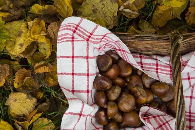 IMAGO Creative: Herbst, Kastanien sammeln Wickerbasket of sweet chestnuts on autumn leaves in the garden  LVF002449