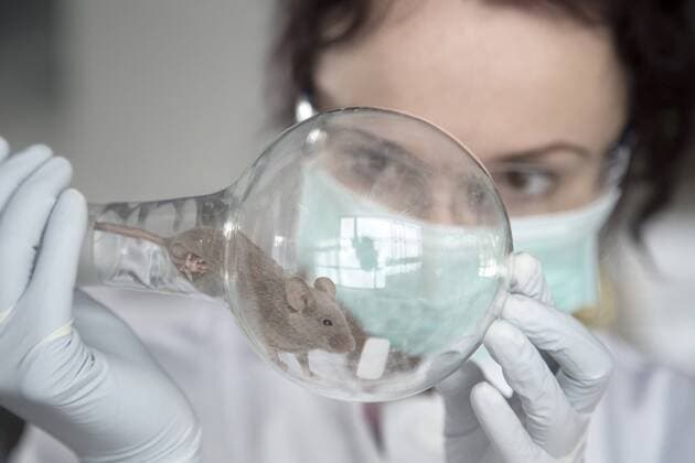 Germany, Research laboratory, Young scientist watching mouse in round bottom flask model released Symbolfoto property released  SGF001192
