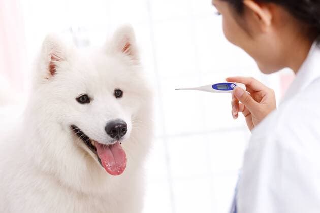 Young female veterinarian with a dog  cpmh-58943f10z