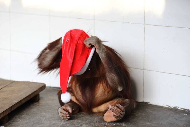 HANGZHOU, CHINA - DECEMBER 22: (CHINA OUT) Animals celebrate the upcoming Christmas Day with Christmas hats given by feeders in Hangzhou Safari Park on December 22, 2014 in Hangzhou, Zhejiang province of China. Feeders of Hangzhou Safari Park handed out Christmas hats to animals during the upcoming Christmas Day.  CFP Aufmacher kurios 461243370