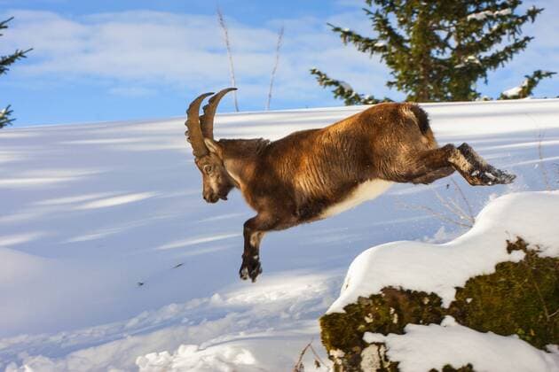 Alpen-Steinbock, Alpensteinbock (Capra ibex, Capra ibex ibex), Alpensteinbock springt von einem verschneiten Felsen, Schweiz, Toggenburg, Chaeserrugg Alpine ibex (Capra ibex, Capra ibex ibex), Alpine ibex jumps off a snowy rock, Switzerland, Toggenburg, Chaeserrugg BLWS382439
