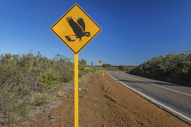 Verkehrsschild warnt vor Kakadus, Australien, Westaustralien, Albany traffic sign with cockatoo, Australia, Western Australia, Albany BLWS382676