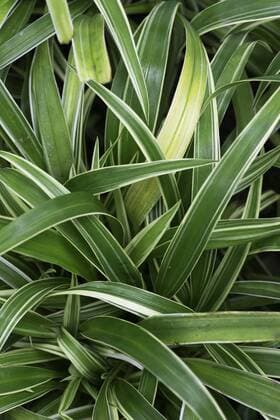 IMAGO Nature: Unsere Erde, Pflanzen, Gestreifte Pflanzen Grünlilie (Chlorophytum bichetii)