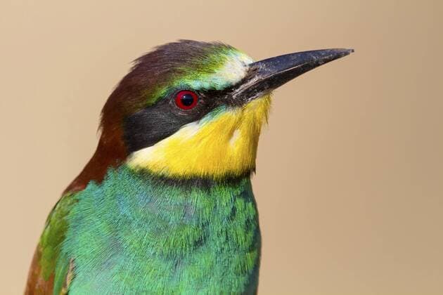Bienenfresser (Merops apiaster), Portraet eines Bienenfressers, Schweiz, Wallis European bee eater (Merops apiaster), portrait of a bee eater, Switzerland, Valais BLWS382908