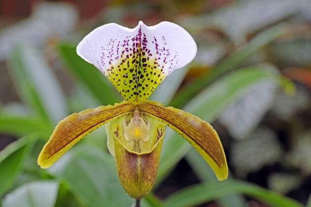 IMAGO Nature: Unsere Erde: Pflanzenwelt: Gepunktete Pflanzen Frauenschuh, Venusschuh (Paphiopedilum spec.), Bluete lady slipper (Paphiopedilum spec.), flower BLWS228099