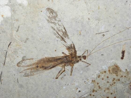 versteinerte Laubheuschrecke, Singapur fossilized grasshopper, Singapore BLWS382762
