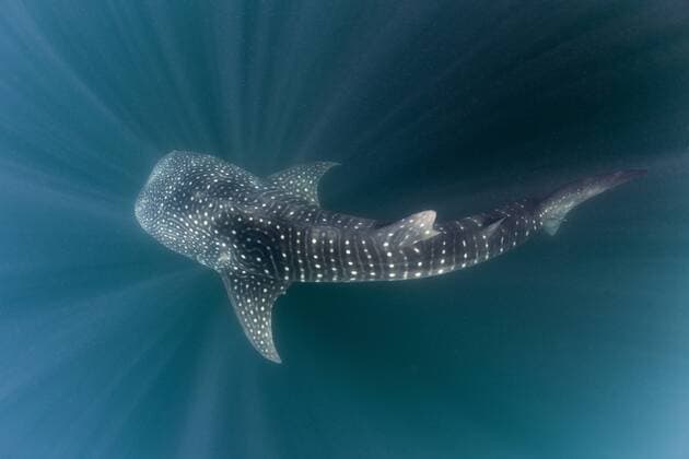 Walhai, Rhincodon typus, Triton Bay, West Papua, Indonesien Whale Shark, Rhincodon typus, Triton Bay, West Papua, Indonesia Walhai, Indonesien 