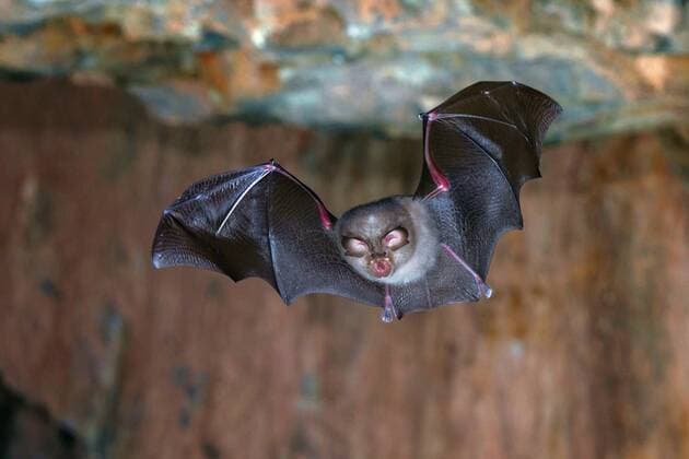 Kleinhufeisennase, Kleine Hufeisennase (Rhinolophus hipposideros), fliegt durch einen Hoehlengang , Deutschland, Thueringen, Rapolda Lesser horseshoe bat (Rhinolophus hipposideros), flying through a cave passage, Germany, Thueringen, Rapolda BLWS384264
