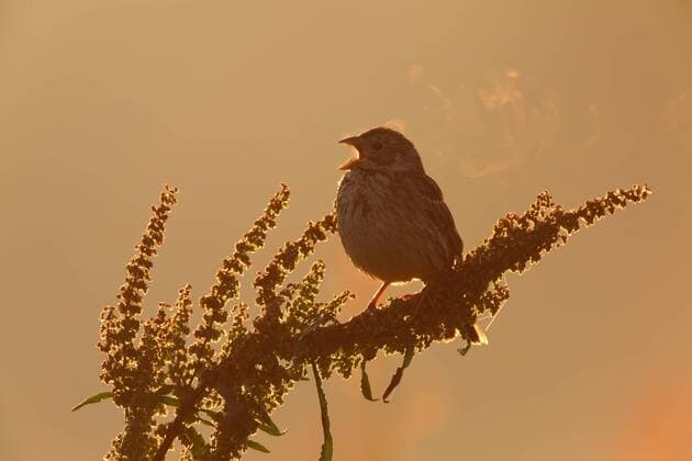 Grauammer (Emberiza calandra), Hahn auf der Singwarte im morgendlichen Gegenlicht, Biosphärenreservat Mittlere Elbe, Dessau-Rosslau, Sachsen-Anhalt, Deutschland, Europa iblmmv04067832.jpg