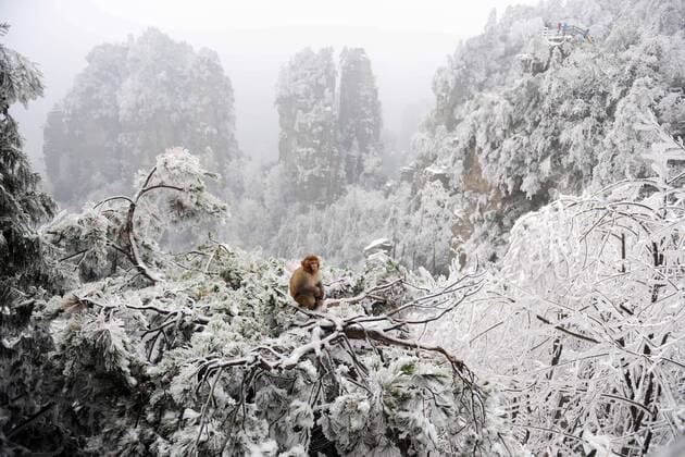 (150203) -- ZHANGJIAJIE, Feb. 3, 2015 -- Photo taken on Feb. 3, 2015 shows a macaque on snow-covered tree branches at Wulingyuan National Park in Zhangjiajie City, central China s Hunan Province. )(wjq) CHINA-HUNAN-ZHANGJIAJIE-MACAQUE (CN) ZhangxMingtao 