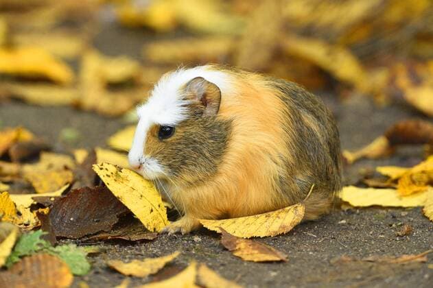 Hausmeerschweinchen, Haus-Meerschweinchen, Meerschweinchen (Cavia aperea f. porcellus, Cavia porcellus), sitzt im Falllaub im Freien Domestic Guinea pig (Cavia aperea f. porcellus, Cavia porcellus), sits on fallen leaves outdoors BLWS385452