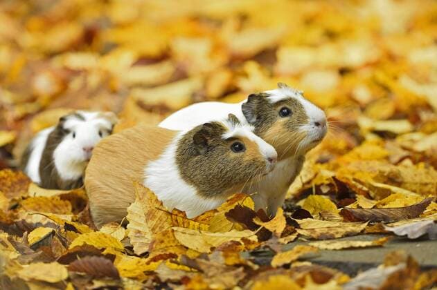 Hausmeerschweinchen, Haus-Meerschweinchen, Meerschweinchen (Cavia aperea f. porcellus, Cavia porcellus), drei Meerschweinchen im Herbstlaub Domestic Guinea pig (Cavia aperea f. porcellus, Cavia porcellus), three Domestic Guinea pigs on autumn leaves BLWS385453