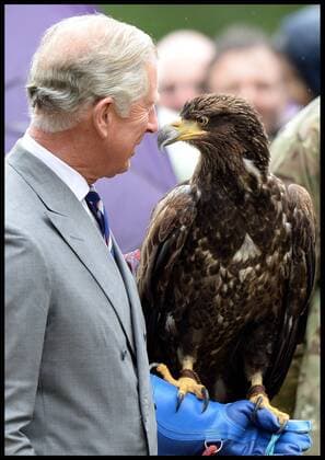The Prince of Wales Charles . HRH The Prince of Wales Charles holds Zephyr the Eagle while visiting the Sandringham Flower Show Sandringham, Norfolk, United Kingdom Wednesday, 31st July 2013  xAndrewxParsonsx xi-Imagesx IIM-9332-0009