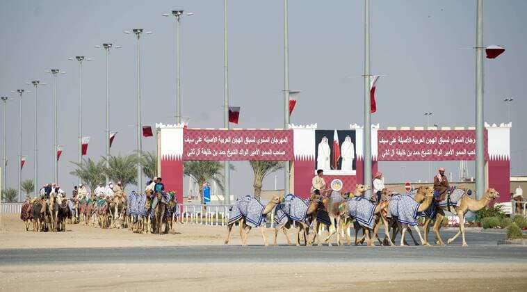 Doha Katar 27.01.2015 Kamelrennen Rennstrecke Al Sheehaniuya, 50 Km westlich von Doha Rennkamele Kamel