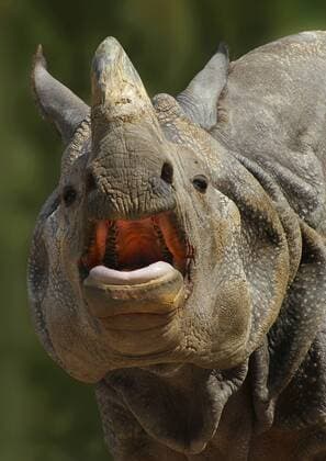 Indisches Panzernashorn, Panzernashorn, Panzer-Nashorn (Rhinoceros unicornis), Portraet mit geoeffnetem Maul, Indien Greater Indian rhinoceros, Great Indian One-horned rhinoceros (Rhinoceros unicornis), portrait with mouth open, India BLWS385791