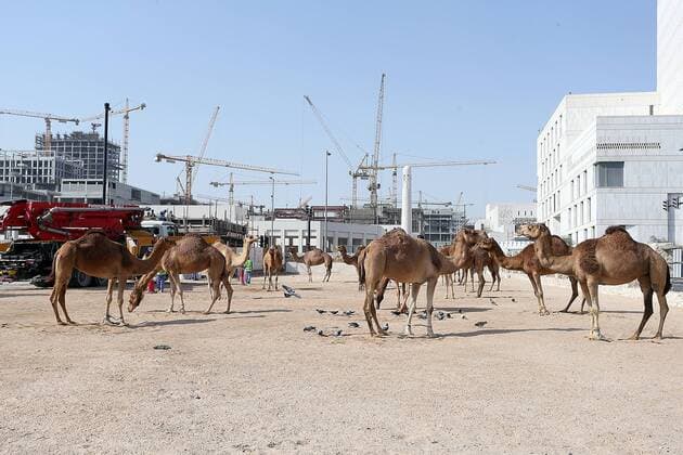 Camels on Souq Waqif 02.02.2015., Doha, Qatar - Souq Waqif is the oldest and most famous market in Doha where you can buy various traditional souvenirs, garments, spices and handicrafts, and visit restaurants and shisha lounges. With the most famous market in KL Souq Waqif, which is the oldest and most famous market in Doha, there is area where you can buy a camel.  GoranxStanzl PIXSELL