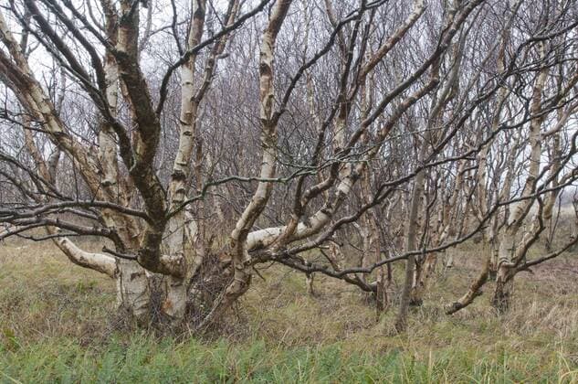  Moorbirken (Betula pubescens), Langeoog, Ostfriesland, Niedersachsen, Deutschland, Europa ibxenh04079195.jpg