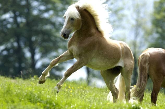 Haflinger Pferde seoh06048