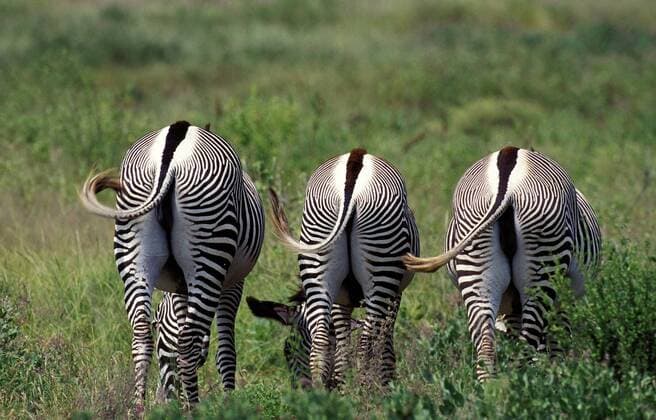 IMAGO Nature: Unsere Erde, Tiere, Gestreifte Tierarten Grevy s Zebra, equus grevyi, Group eating Grass at Samburu Park in Kenya