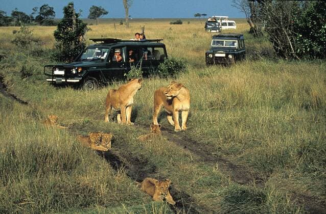 African Lion, panthera leo, Tourists in Safari Vans, Masai Mara Park in Kenya