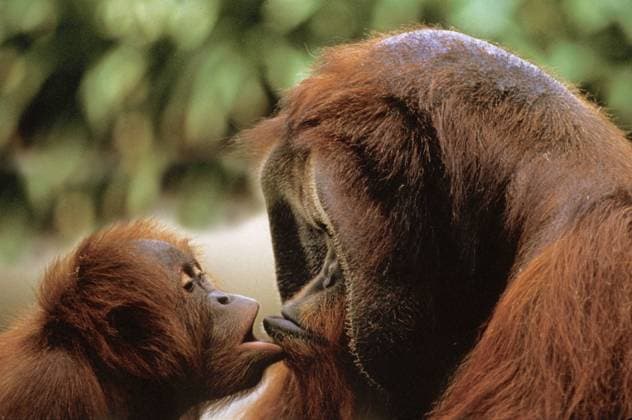 Orang Utan, pongo pygmaeus, Funny Attitude