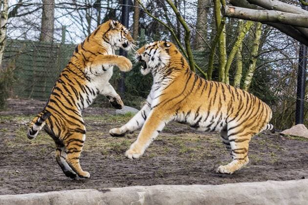 Tiger Maruschka und Lailek im Tierpark Hagenbeck Hamburg 22. 02. 2015