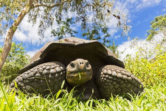 Ecuador, Galapagos Islands, eating Galapagos tortoise  FOF007399