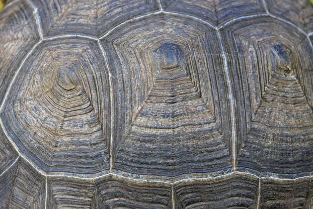 Ecuador, Galapagos Islands, detail of Galapagos tortoise shell  FOF007393