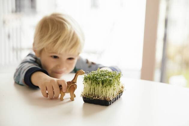 Little boy playing with toy dinosaur and box of cress on a table model released Symbolfoto property released  MFF001460