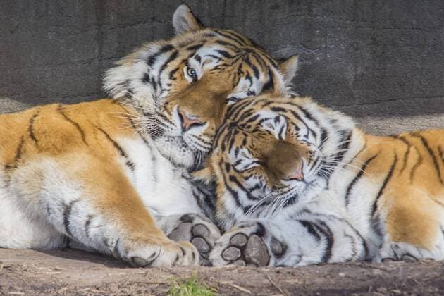 Tiger Katze Maruschka und Tiger Kater Lailek genießen die Wärme und schmusen im Tierpark Hagenbeck Hamburg 28. 02. 2015