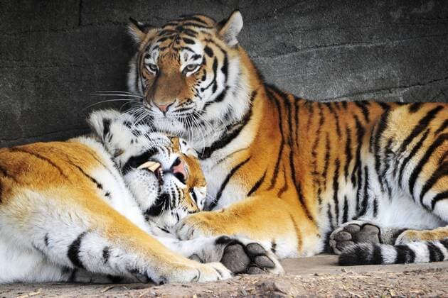 Sibirischer Tiger Maruschka und Lailek . Das Tiger-Gehege des Tierpark Hagenbeck ist ein gutes Beispiel für eine artgerechte Gestaltung. Tierpark Hamburg 07 03 2015