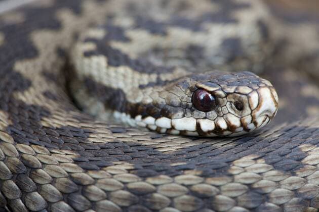  Kreuzotter (Vipera berus), Emsland, Niedersachsen, Deutschland, Europa ibxenh04100020.jpg