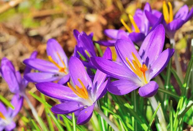 Violette Krokus-Blüten (Crocus sativa) Nahaufnahme, Bayern, Deutschland, Europa ibxslg04099118.jpg