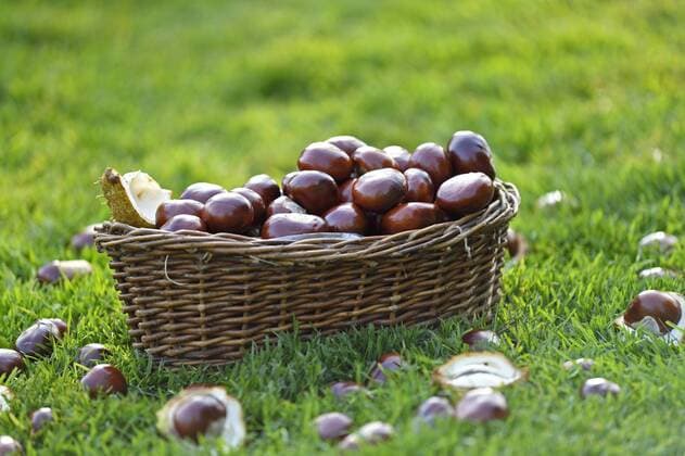 IMAGO Creative: Herbst, Kastanien sammeln Gewoehnliche Rosskastanie, Gemeine Rosskastanie (Aesculus hippocastanum), Kastanien in einem Korb, Deutschland, Bayern common horse chestnut (Aesculus hippocastanum), fruits in a basket, Germany, Bavaria BLWS389684