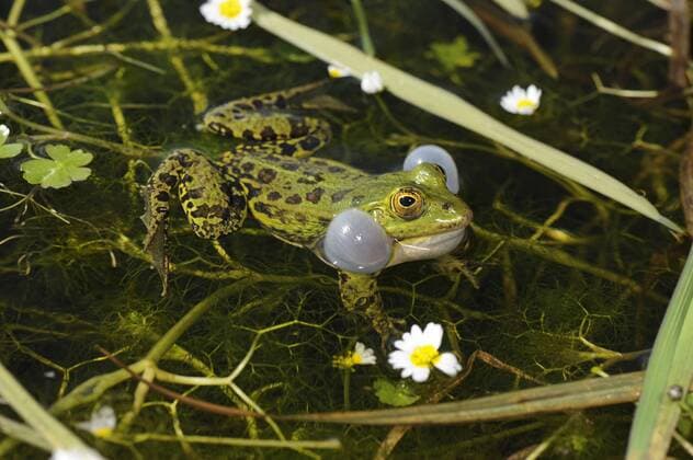 Kleiner Teichfrosch, Kleiner Gruenfrosch, Kleiner Wasserfrosch, Tuempelfrosch, Italienischer Wasserfrosch (Rana lessonae, Pelophylax lessonae, Rana bergeri, Pelophylax bergeri, Pelophylax lessonae bergeri), quakender Teichfrosch in einem Teich, Frankreich, Korsika Pool frog, Little waterfrog (Rana lessonae, Pelophylax lessonae, Rana bergeri, Pelophylax bergeri, Pelophylax lessonae bergeri), croaking pool frog in a pond, France, Corsica BLWS366760