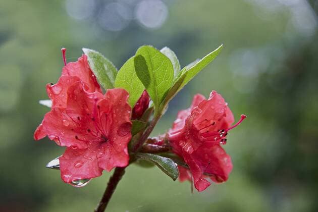 Rhododendron-Hybride (Rhododendron spec.), Blueten im Regen Rhododendron (Rhododendron spec.), flowers in rain BLWS390522