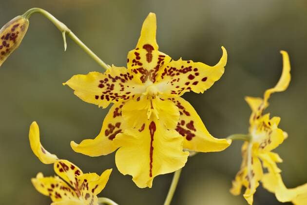 IMAGO Nature: Unsere Erde: Pflanzenwelt: Gepunktete Pflanzen Oncidium-Hybride (Odontocidium Tiger Hambuehren, Odontocidium Tiger Hambuehren ), Blueten Oncidium orchid (Odontocidium Tiger Hambuehren, Odontocidium Tiger Hambuehren ), flowers BLWS390460