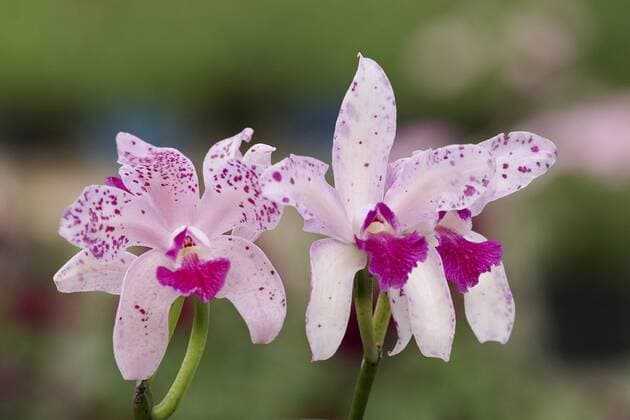 IMAGO Nature: Unsere Erde: Pflanzenwelt: Gepunktete Pflanzen Cattleya, Cattleya amethystoglossa (Cattleya amethystoglossa), Blueten Cattleya (Cattleya amethystoglossa), flowers BLWS390483